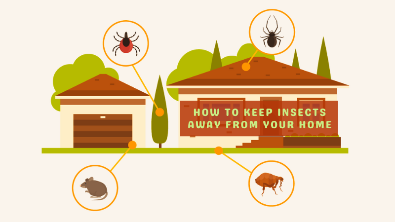 How to Keep Insects Away from Your Home