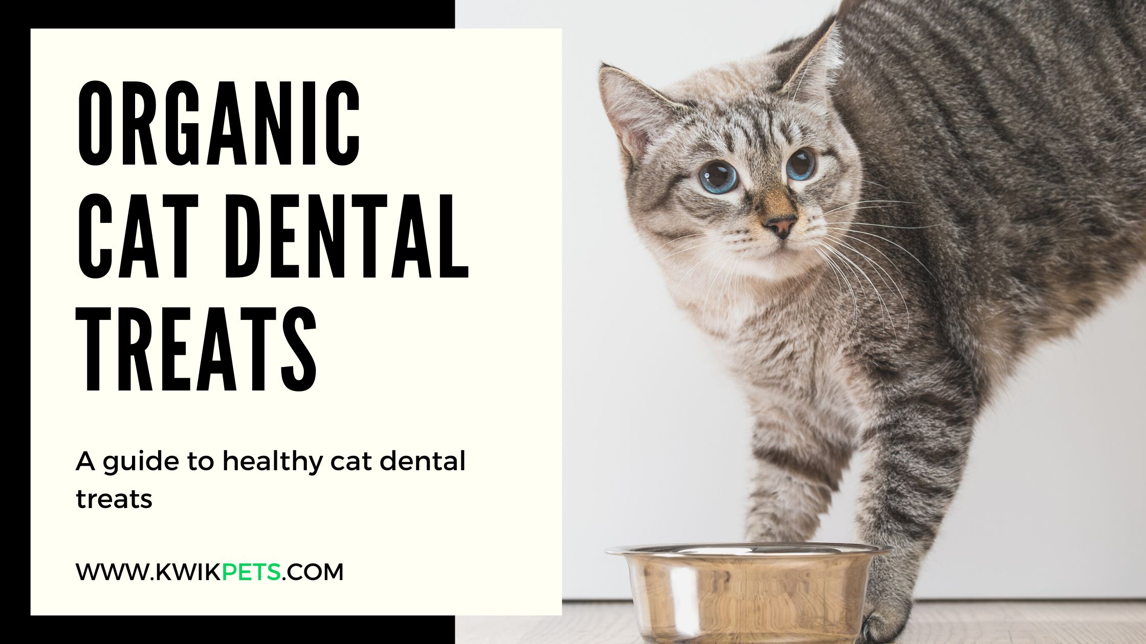 Cat Dental Treats