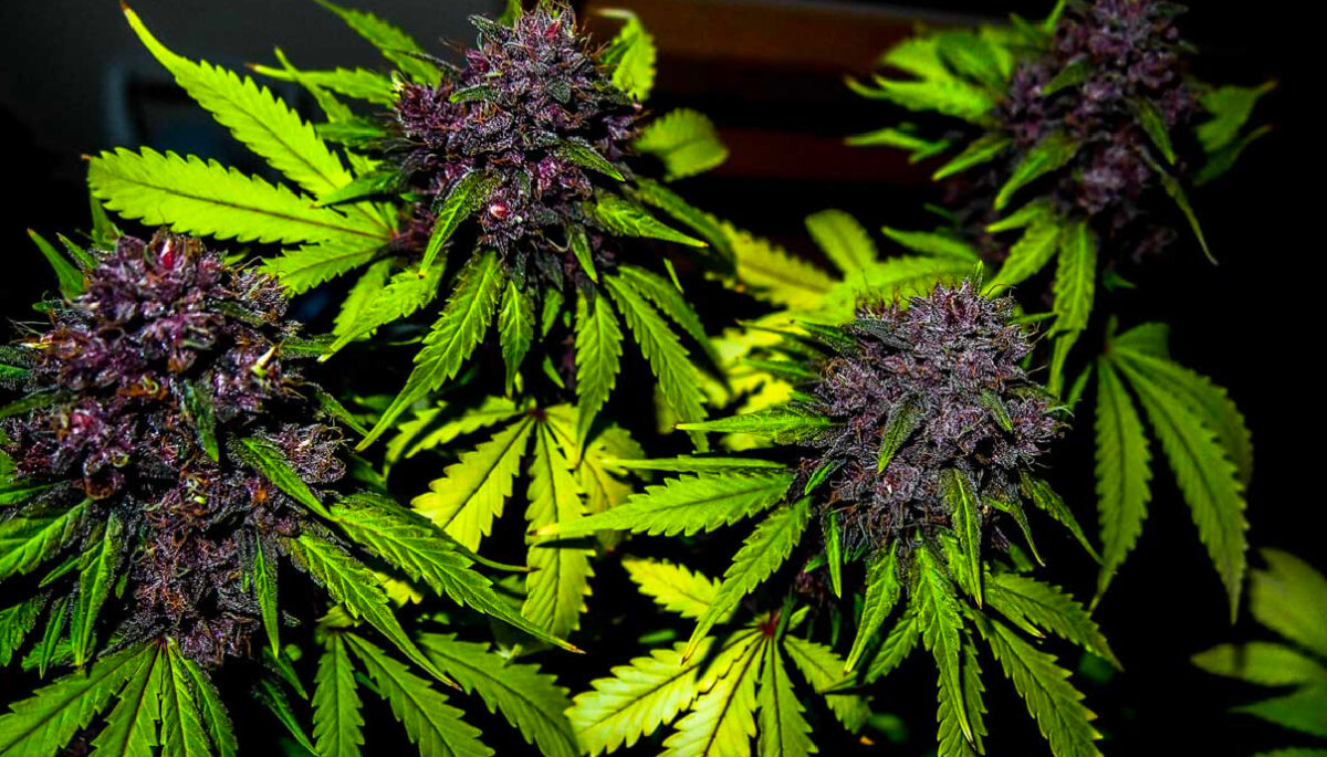 WHY DO SOME STRAINS TURN PURPLE?