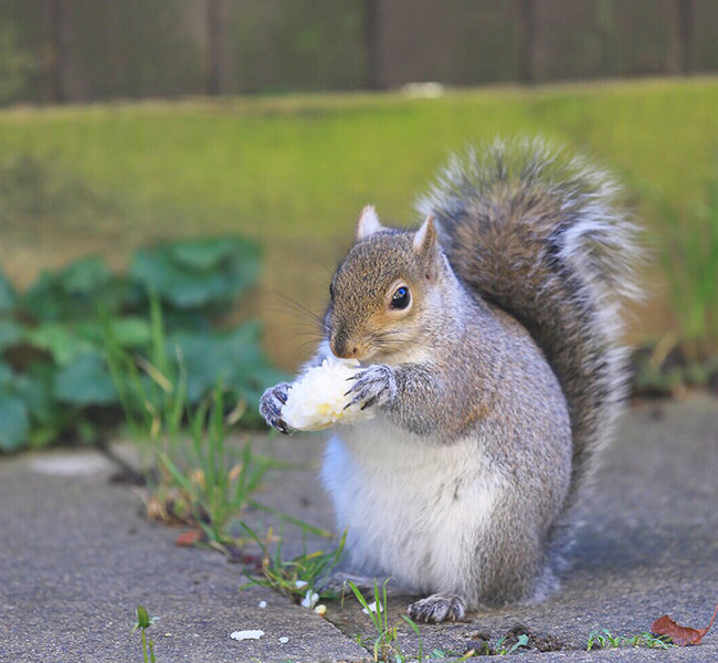 how to get rid of squirrels